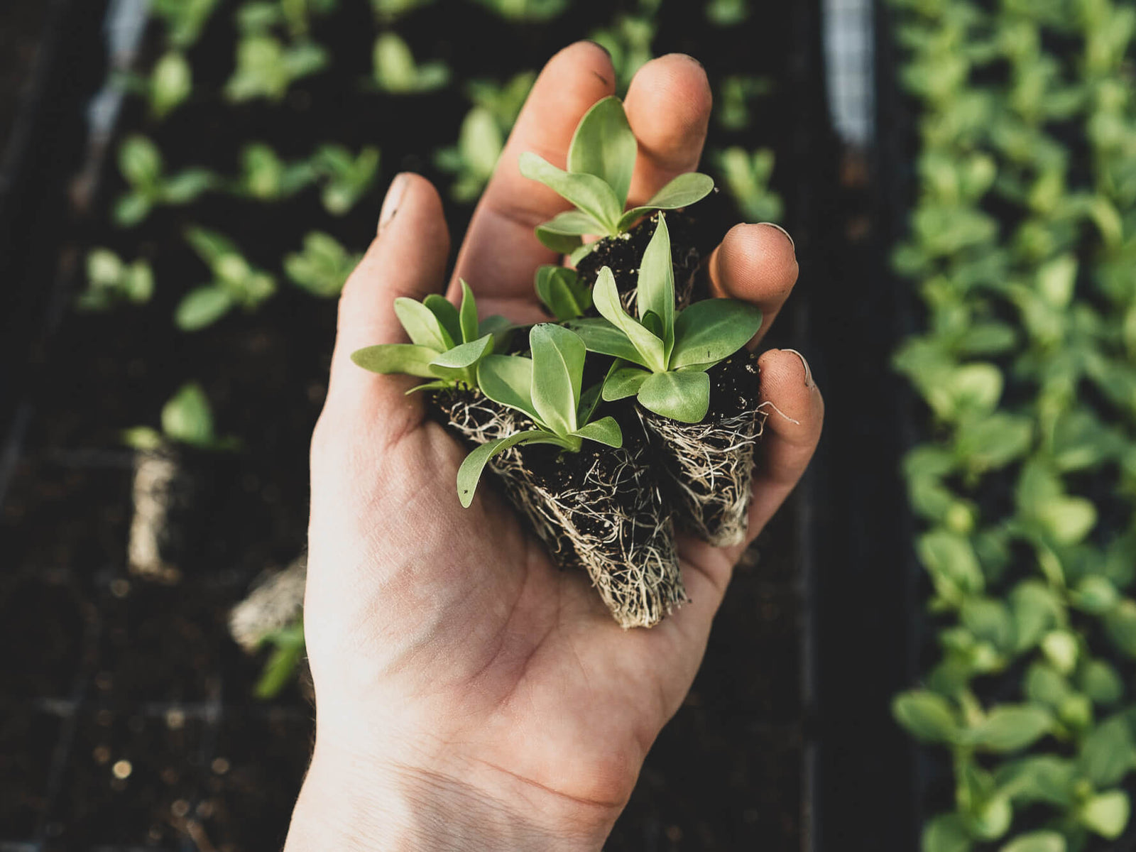 Hand holding seedlings above a garden.