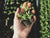 Hand holding seedlings above a garden.